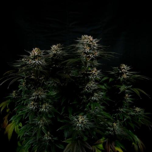 Gorilla Melon. Week 15