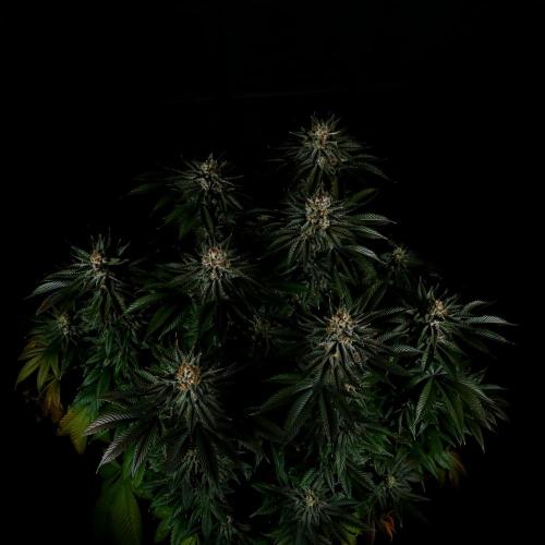 Gorilla Melon. Week 15