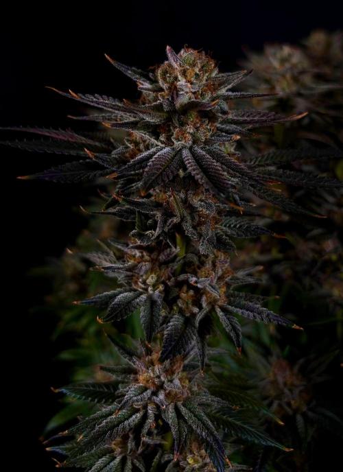 Gorilla Melon. Week 16