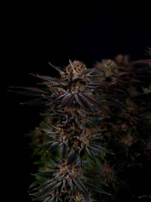 Gorilla Melon. Week 16