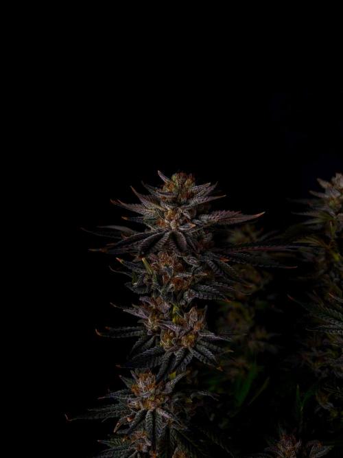 Gorilla Melon. Week 16