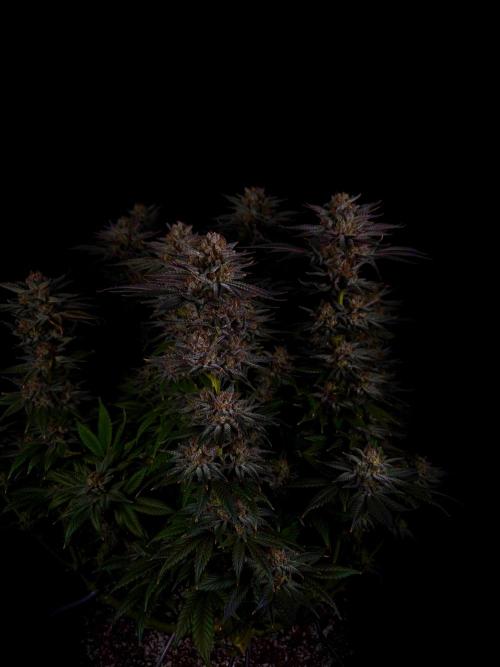 Gorilla Melon. Week 16