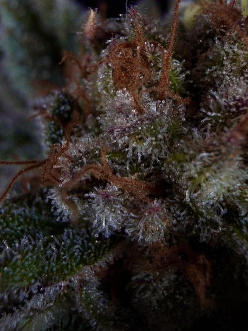 Gorilla Melon. Week 16