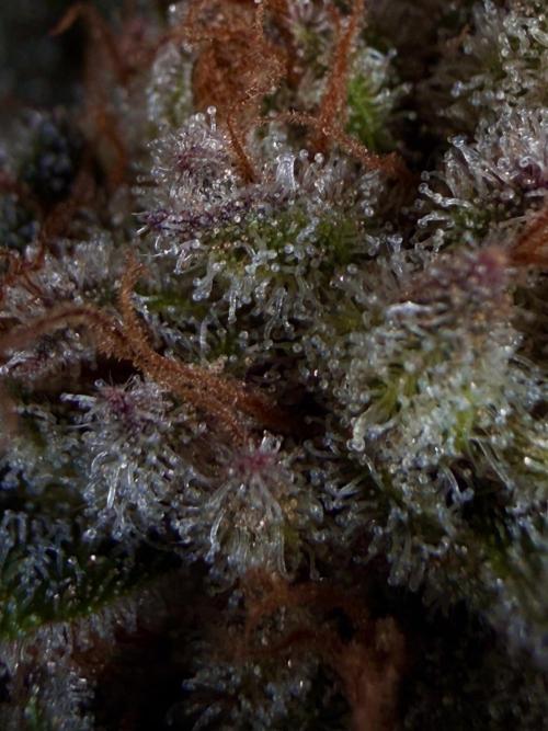 Gorilla Melon. Week 16