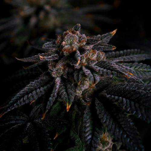 Fastbuds Mix Pack (Photoperiod). Week 14