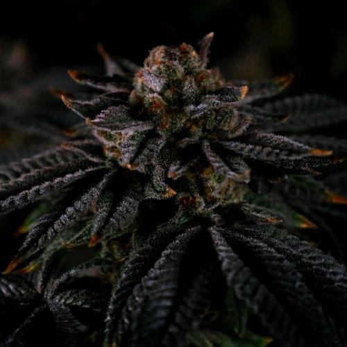 Fastbuds Mix Pack (Photoperiod). Week 14