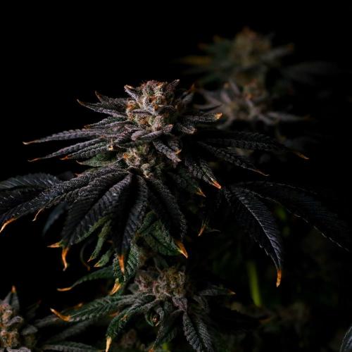 Fastbuds Mix Pack (Photoperiod). Week 14