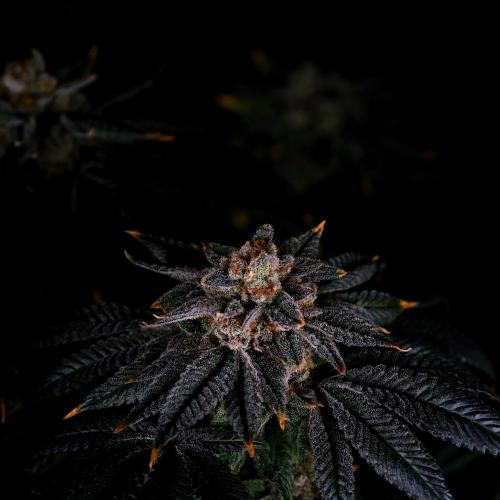 Fastbuds Mix Pack (Photoperiod). Week 14