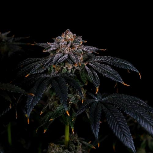 Fastbuds Mix Pack (Photoperiod). Week 14