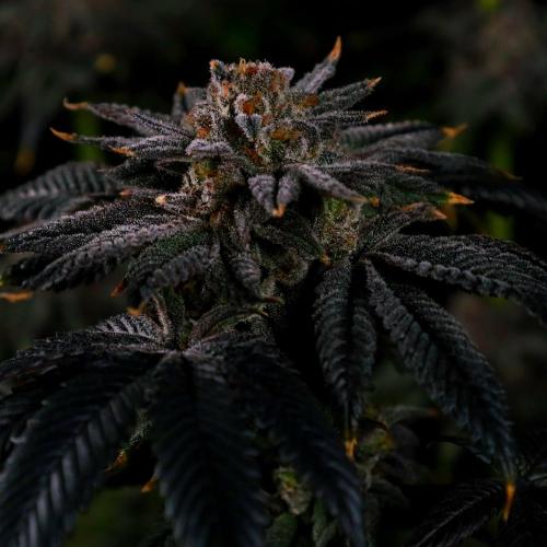 Fastbuds Mix Pack (Photoperiod). Week 14