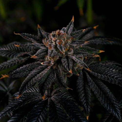 Fastbuds Mix Pack (Photoperiod). Week 14