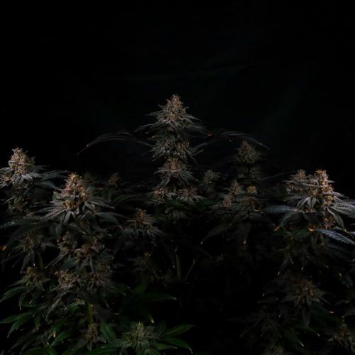 Fastbuds Mix Pack (Photoperiod). Week 14