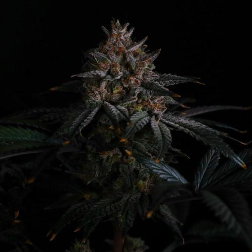 Fastbuds Mix Pack (Photoperiod). Week 14