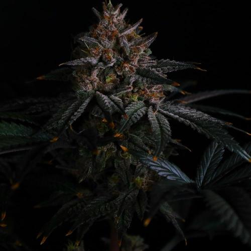 Fastbuds Mix Pack (Photoperiod). Week 14