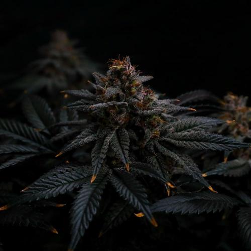 Fastbuds Mix Pack (Photoperiod). Week 14