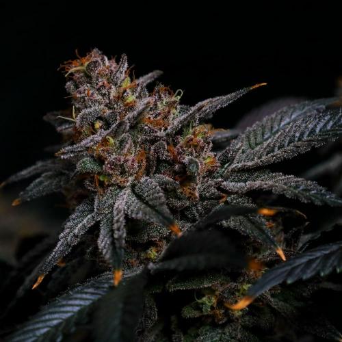 Fastbuds Mix Pack (Photoperiod). Week 14