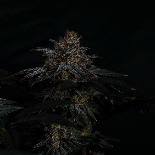 Fastbuds Mix Pack (Photoperiod). Week 14