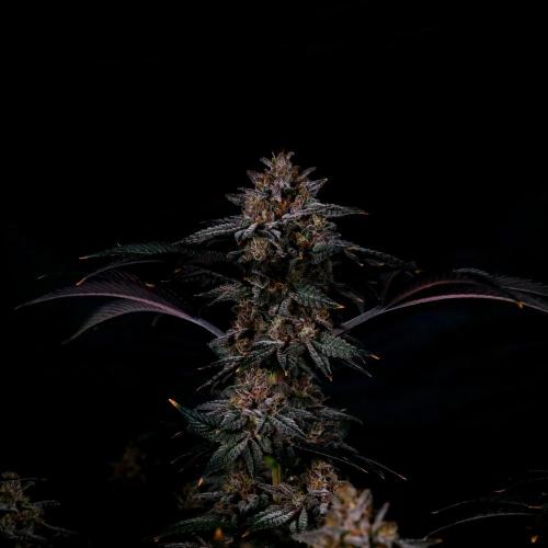 Fastbuds Mix Pack (Photoperiod). Week 14