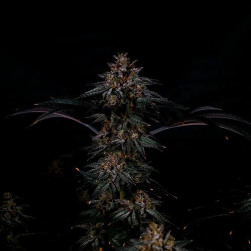 Fastbuds Mix Pack (Photoperiod). Week 14
