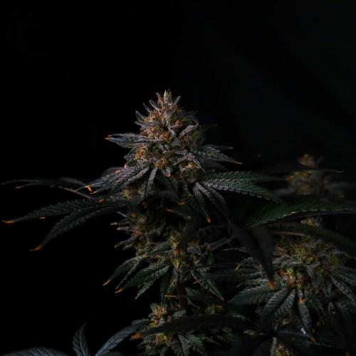 Fastbuds Mix Pack (Photoperiod). Week 14