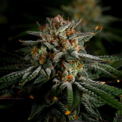 Fastbuds Mix Pack (Photoperiod). Week 14