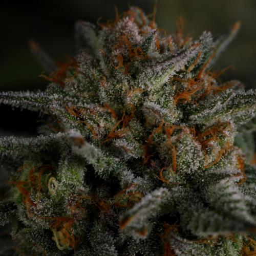 Fastbuds Mix Pack (Photoperiod). Week 14