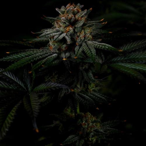 Fastbuds Mix Pack (Photoperiod). Week 14