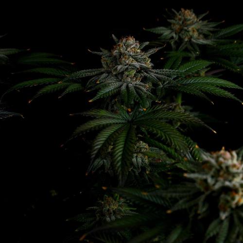 Fastbuds Mix Pack (Photoperiod). Week 14