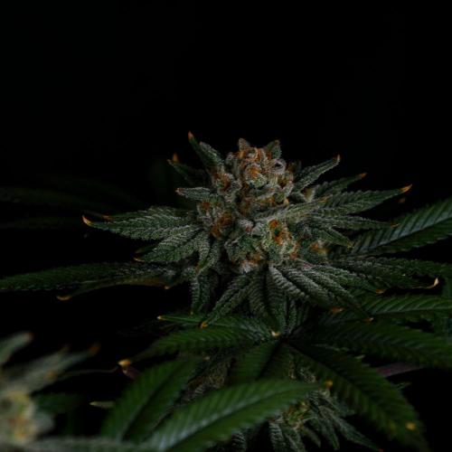 Fastbuds Mix Pack (Photoperiod). Week 14