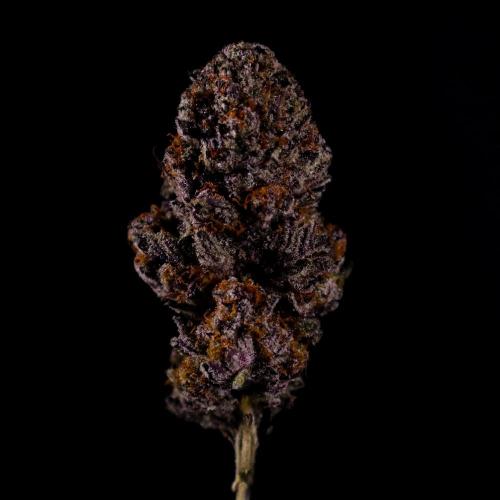 Fastbuds Mix Pack (Photoperiod). Week 15