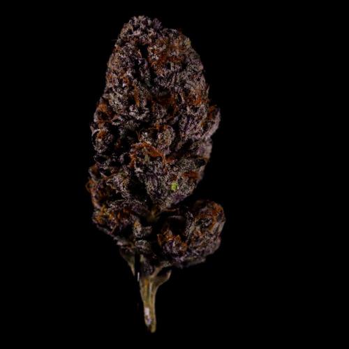 Fastbuds Mix Pack (Photoperiod). Week 15