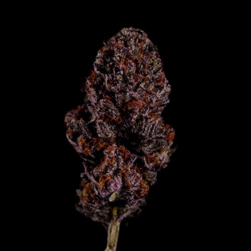 Fastbuds Mix Pack (Photoperiod). Week 15