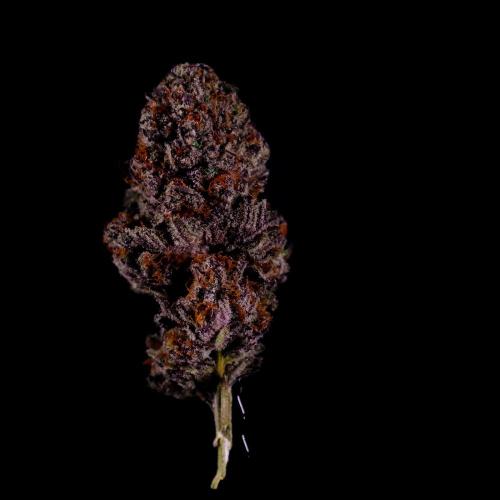 Fastbuds Mix Pack (Photoperiod). Week 15