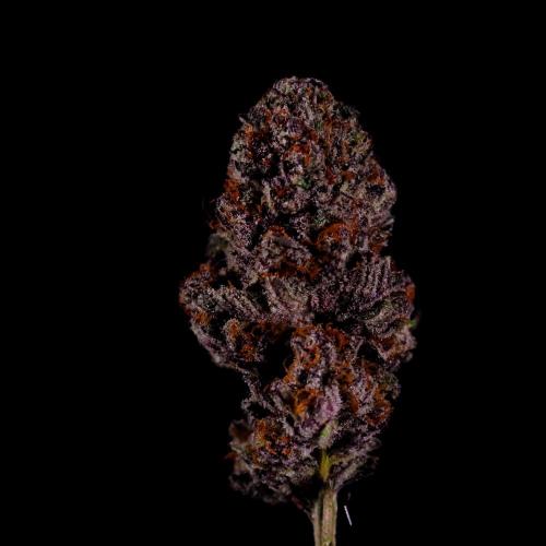 Fastbuds Mix Pack (Photoperiod). Week 15