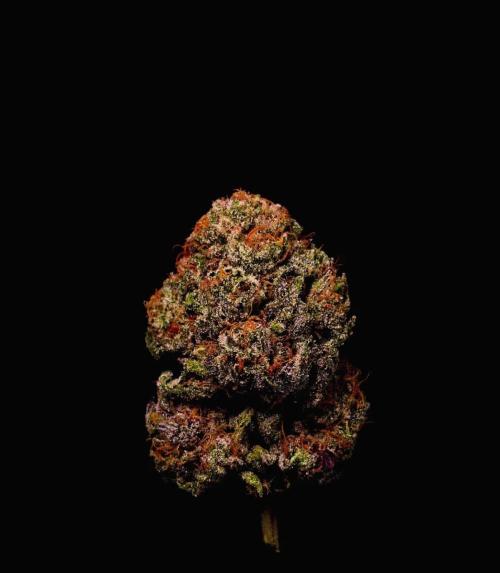 Fastbuds Mix Pack (Photoperiod). Week 15