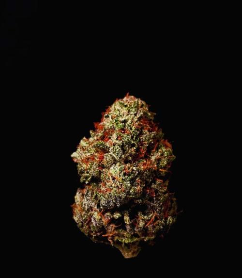 Fastbuds Mix Pack (Photoperiod). Week 15