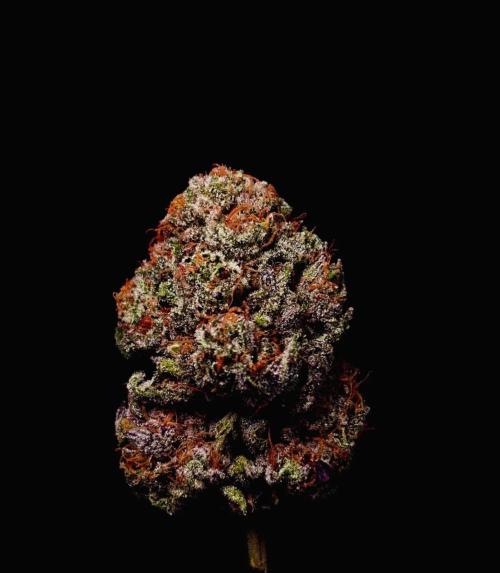 Fastbuds Mix Pack (Photoperiod). Week 15