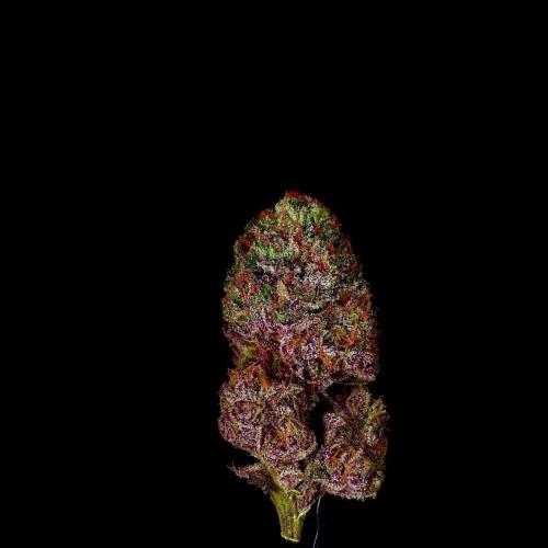 Fastbuds Mix Pack (Photoperiod). Week 15