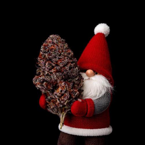 Fastbuds Mix Pack (Photoperiod). Week 15