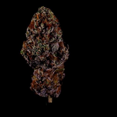 Gorilla Melon. Week 17