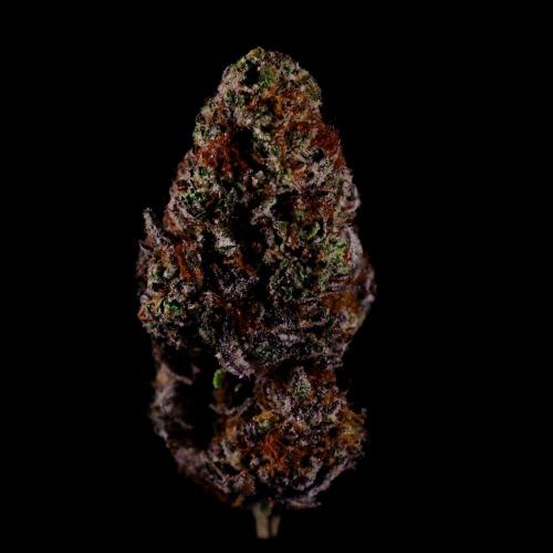 Gorilla Melon. Week 17