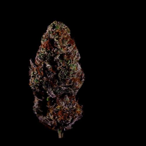 Gorilla Melon. Week 17