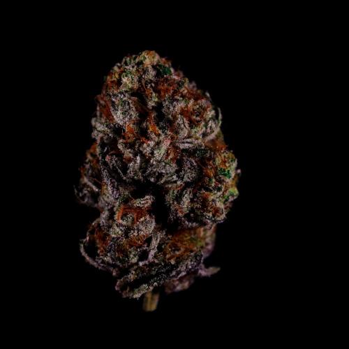 Gorilla Melon. Week 17