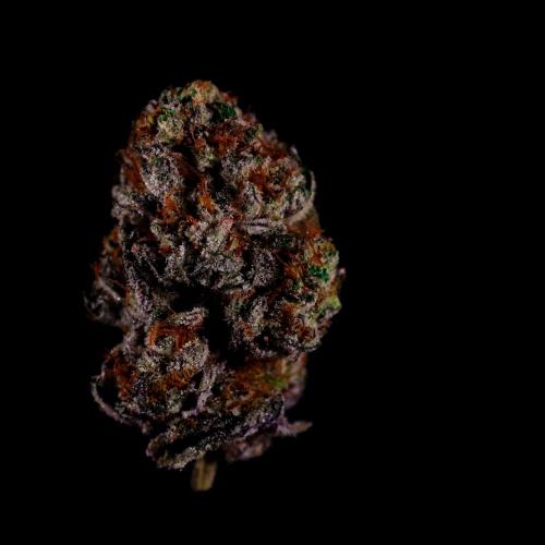 Gorilla Melon. Week 17