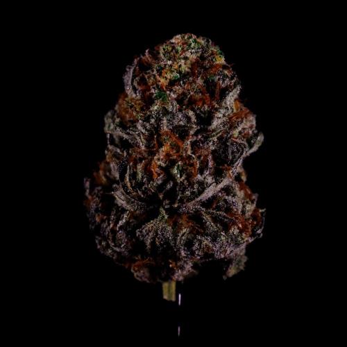 Gorilla Melon. Week 17