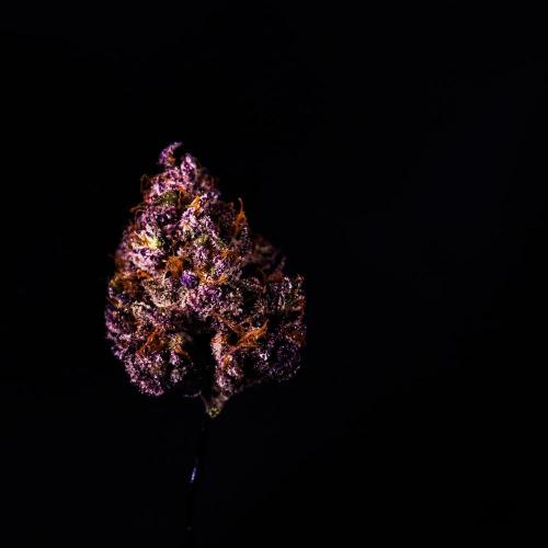 Fastbuds Mixed Pack (Photoperiod). Week 12