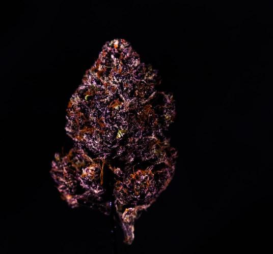 Fastbuds Mixed Pack (Photoperiod). Week 12