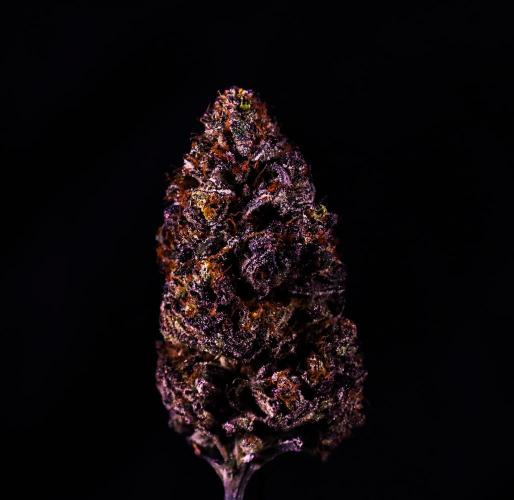 Fastbuds Mixed Pack (Photoperiod). Week 12