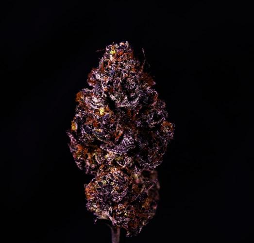 Fastbuds Mixed Pack (Photoperiod). Week 12