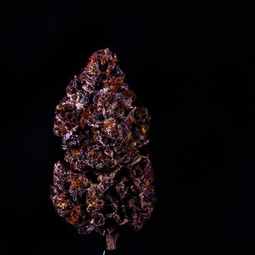 Fastbuds Mixed Pack (Photoperiod). Week 12